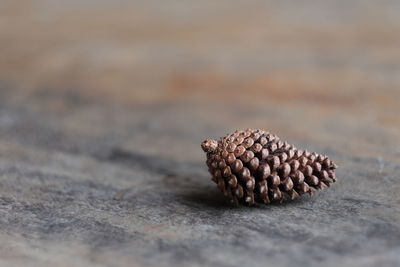 Close-up of pine cone on ground