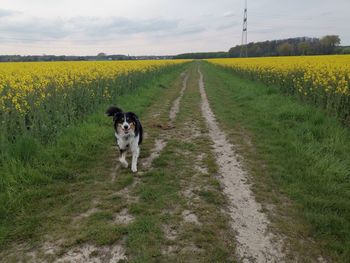 Dog lying down on land