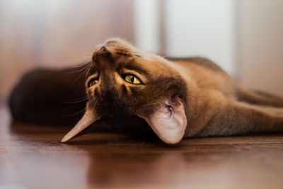 Close-up portrait of a cat lying on floor