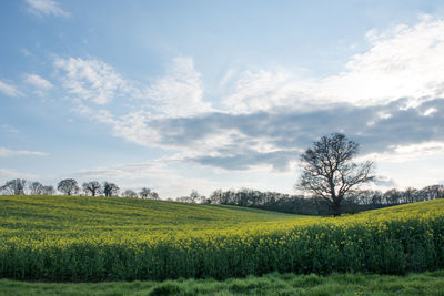 Scenic view of field against sky