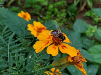 Close-up of bee pollinating on yellow flower