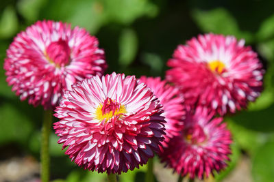 Close-up of pink flower