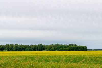Scenic view of oilseed rape field against sky