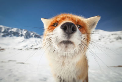 Close-up of fox during winter
