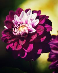 Close-up of purple dahlia