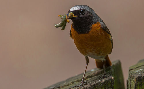 Close-up of bird perching on wood