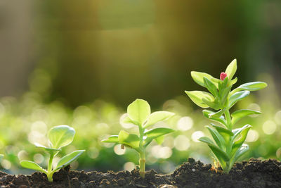 Close-up of plant growing on field