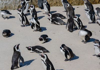 Penguins at boulders beach in simons town south africa