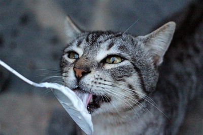 Close-up of a cat