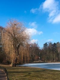 Bare trees on field against blue sky