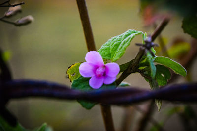 Close-up of insect on flower