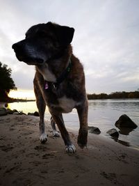 Dog standing on beach