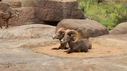 Bighorn sheep resting on sand by rocks