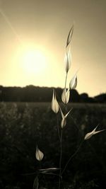 Close-up of flower on field against sky