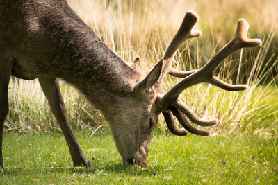 Reindeer grazing on grassy field