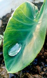 Close-up of green leaf on plant