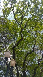 Low angle view of tree against sky