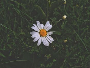 Close-up of white daisy flower on field