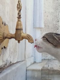 Side view of a cat drinking water
