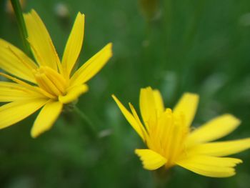 Close-up of yellow flower blooming outdoors