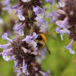 Bee pollinating on purple flower