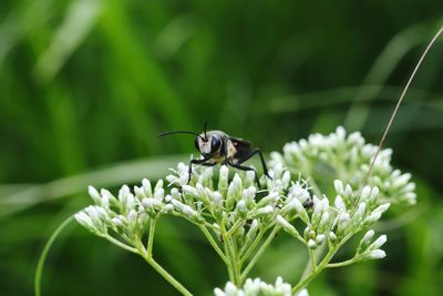 Close-up of butterfly pollinating on flower