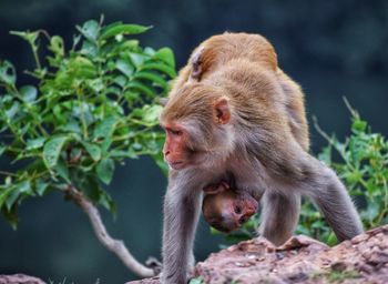 Monkey walking with his baby in his lap