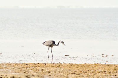 Bird on beach by sea