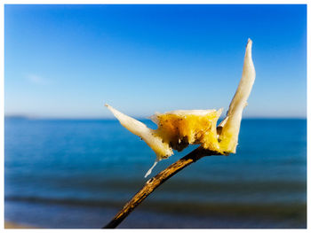 Close-up of lizard on sea against sky