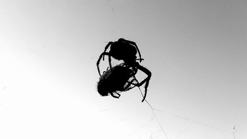Close-up of silhouette spider on web against sky