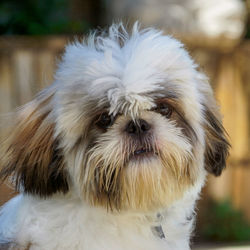 Close-up portrait of white dog