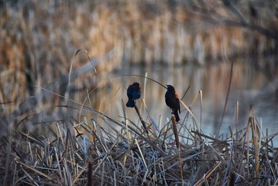 Birds perching on twig