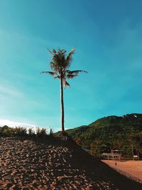 Palm trees on beach against blue sky