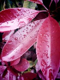 Close-up of wet pink flower blooming outdoors