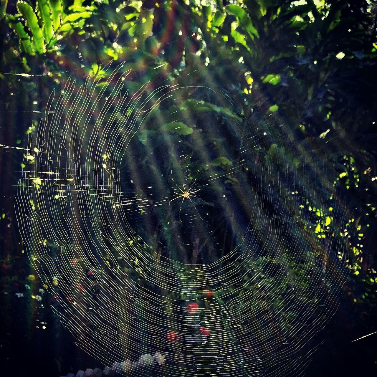 CLOSE-UP OF SPIDER WEB ON PLANT