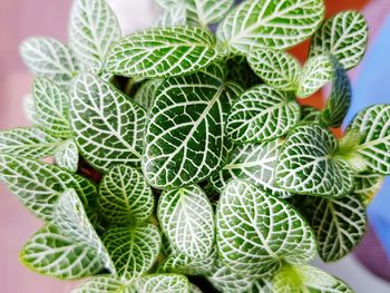 Close-up of fresh green plant