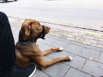 Dog sitting on sidewalk