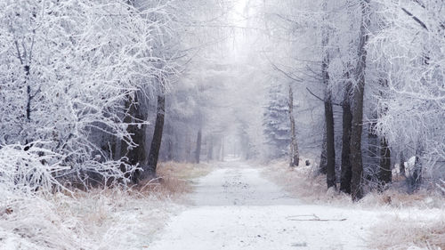 Road amidst trees in forest during winter