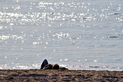 View of horse on beach