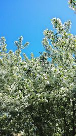 Low angle view of flowers against blue sky