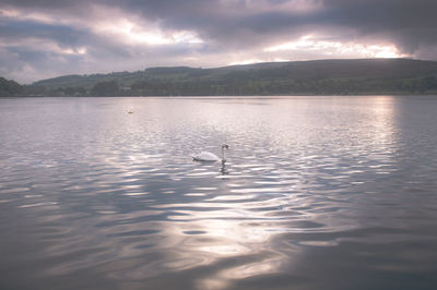 Swan swimming in lake against cloudy sky