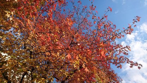 Low angle view of trees against clear sky