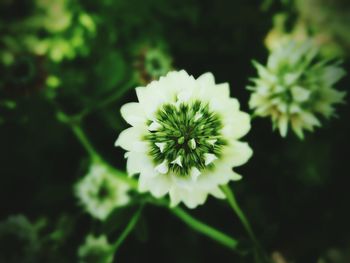 Close-up of white flowering plant