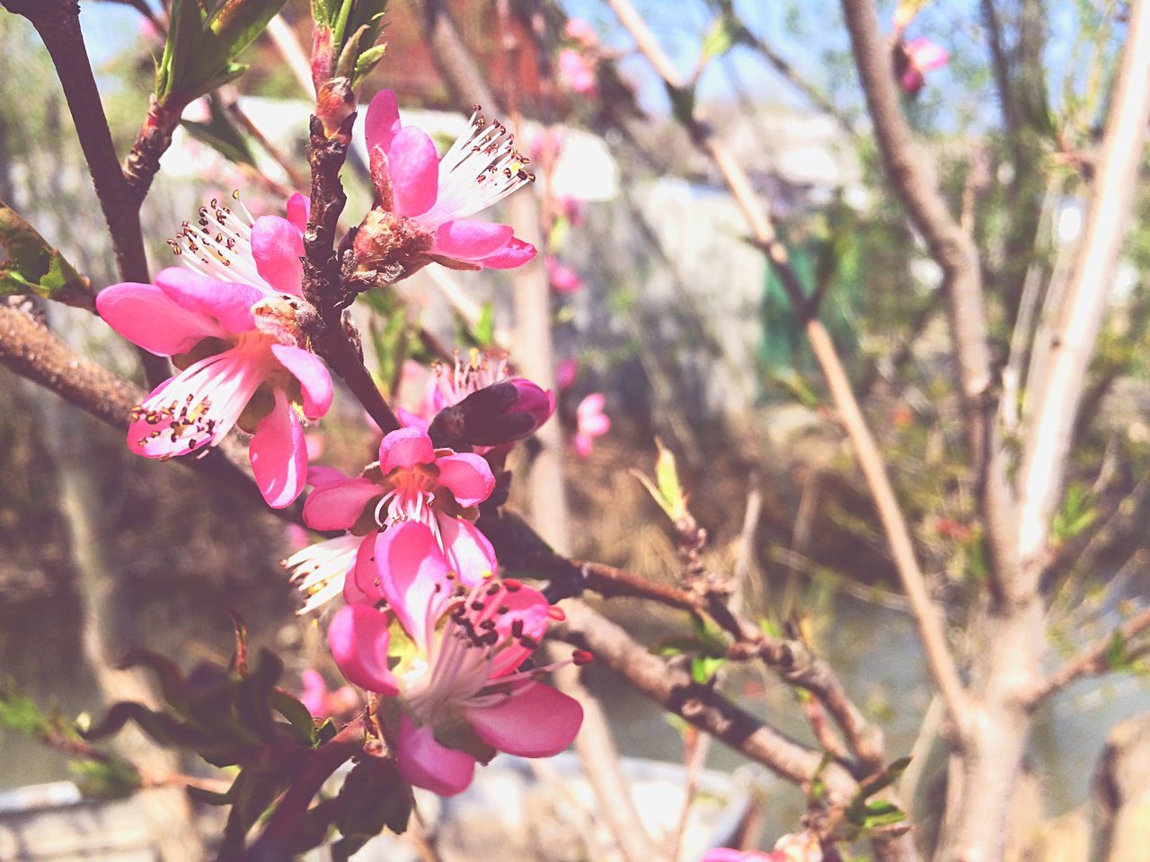 flower, freshness, growth, fragility, petal, beauty in nature, focus on foreground, pink color, branch, nature, close-up, blossom, tree, blooming, flower head, in bloom, springtime, plant, stem, day