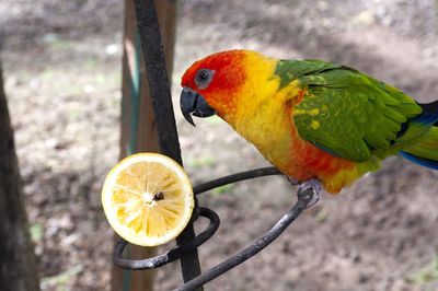 High angle view of parrot perching on metal