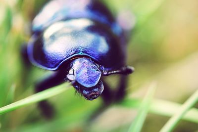 Close-up of insect on plant