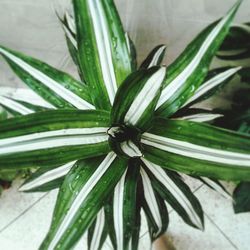 Close up of leaves