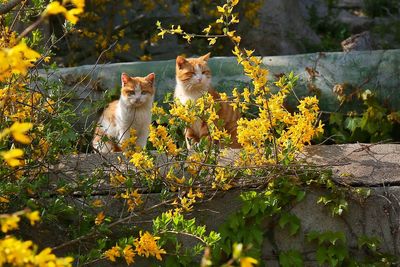 Portrait of a cat sitting on plants