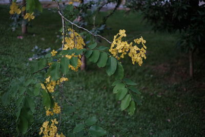 Close-up of yellow flowers growing on tree