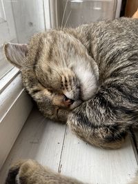 High angle view of cat sleeping